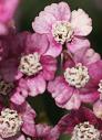 Blossom